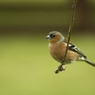 Out On A Limb