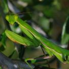 Mantis religiosa