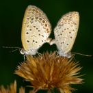 Mating