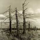 Hautes-Fagnes 
