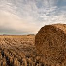 Golden Grain