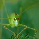 Green an red