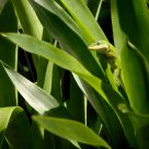 Green Surprise