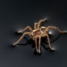 8 legs and 8 eyes running over the water
