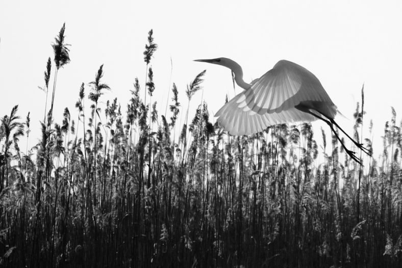Nature's wings