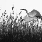 Nature's wings