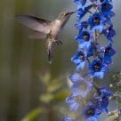 Hummingbird Feeding