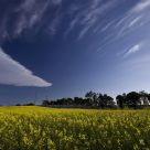 Triangular cloud and canola field