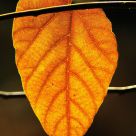 Yellow Leaf