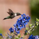 Hummingbird Feeding