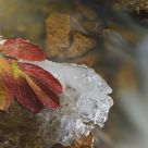 Fall's Passing