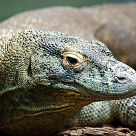 Komodo dragon (Varanus komodoensis)