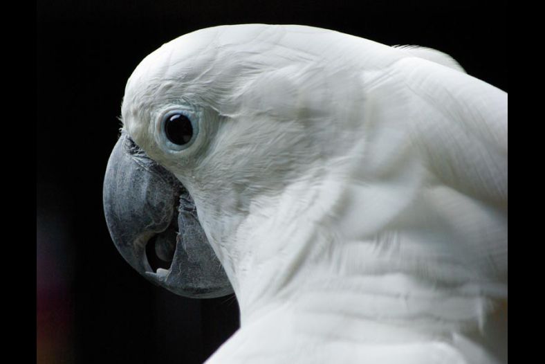 Umbrella Cockatoo