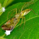 A prey to a spider