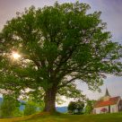 Big tree