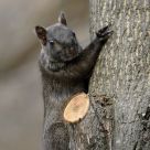 Looking for some nuts