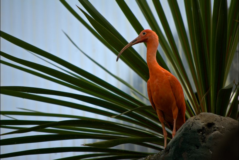 Ibis rojo