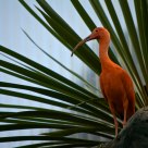 Ibis rojo