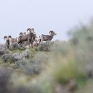 rams