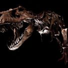 Megapredator from the Past