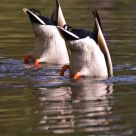 Doubleduck