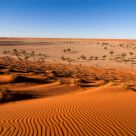 Desert Ripples