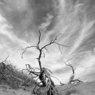 Branching To The Sky