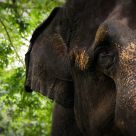 Elephant Portrait