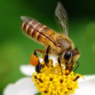 Busy Bee