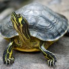 Tortuga de agua