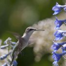 Hummingbird Hovering