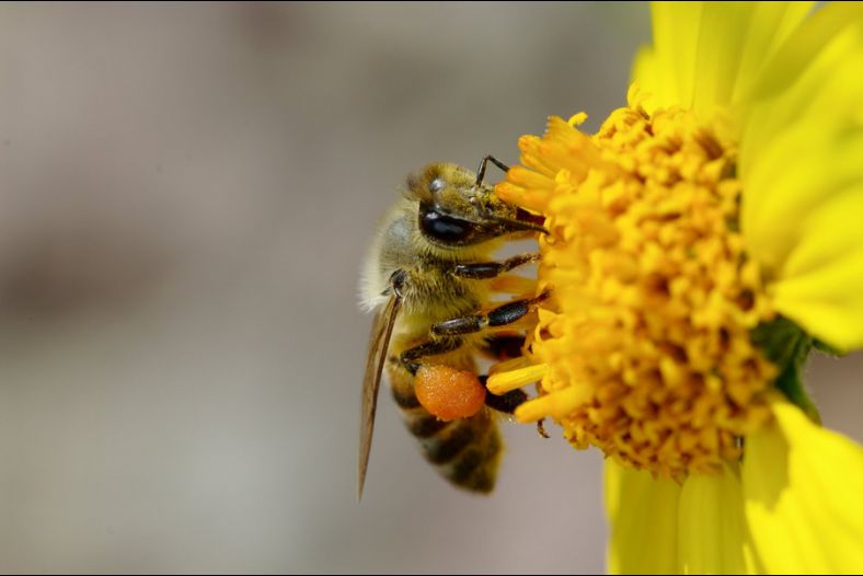 Honey Bee