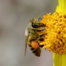 Honey Bee