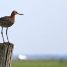 black-tailed godwit standing on a pole