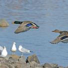 Mallard ducks take off II