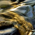 Golden Water