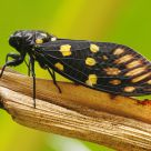Black Cicadas