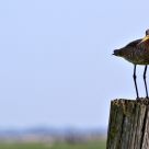 Black-tailed Godwit on pole