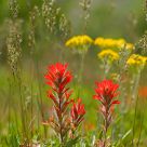 Wildflowers