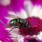A fly on a flower