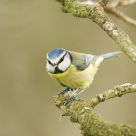 Blue Tit