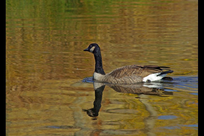 Swiming in Gold