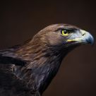 PREDADORAS, EL PODER DE LA MIRADA