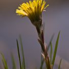 Soft Spring