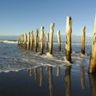 Pier Piles