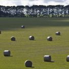 Bales