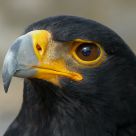 Aquila verreauxii