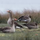 Geese