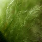 micro-fern-forest