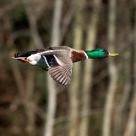 flying duck